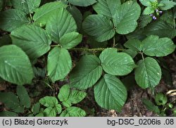 Rubus limitaneus (jeżyna pomorska)