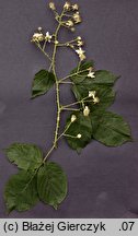 Rubus limitaneus (jeżyna pomorska)