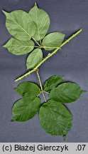 Rubus limitaneus (jeżyna pomorska)