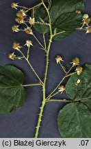 Rubus limitaneus (jeżyna pomorska)