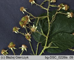 Rubus limitaneus (jeżyna pomorska)