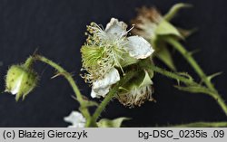 Rubus limitaneus (jeżyna pomorska)