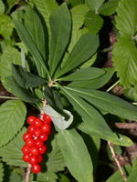 Daphne mezereum (wawrzynek wilczełyko)