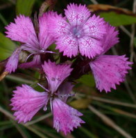 Dianthus compactus