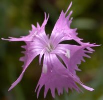 Dianthus gratianopolitanus (goździk siny)