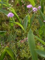 Dianthus gratianopolitanus (goździk siny)