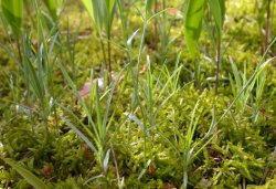 Dianthus gratianopolitanus (goździk siny)