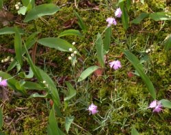 Dianthus gratianopolitanus (goździk siny)