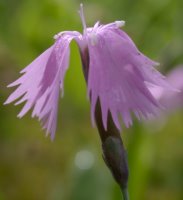 Dianthus gratianopolitanus (goździk siny)