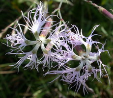 Dianthus superbus ssp. superbus (goździk pyszny)