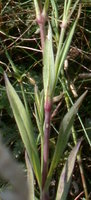 Dianthus superbus ssp. superbus (goździk pyszny)