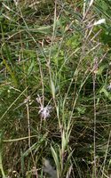 Dianthus superbus ssp. superbus (goździk pyszny)