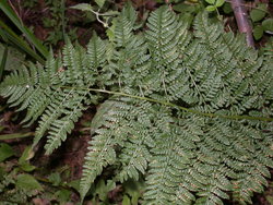 Dryopteris carthusiana