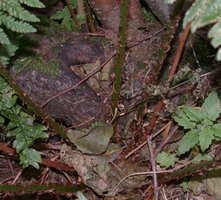 Dryopteris carthusiana