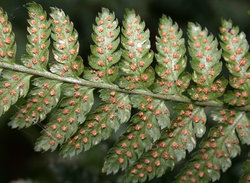 Dryopteris carthusiana