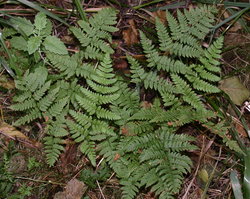 Dryopteris carthusiana