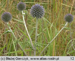 Echinops sphaerocephalus (przegorzan kulisty)