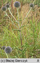 Echinops sphaerocephalus (przegorzan kulisty)