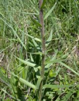 Echium russicum