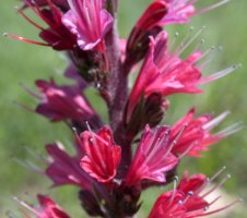 Echium russicum