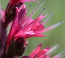 Echium russicum