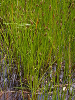 Eleocharis palustris