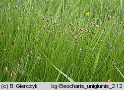 Eleocharis uniglumis (ponikło jednoprzysadkowe)