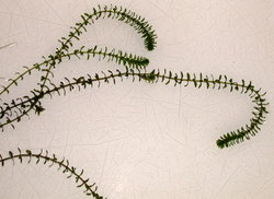 Elodea canadensis (moczarka kanadyjska)