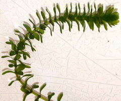 Elodea canadensis (moczarka kanadyjska)