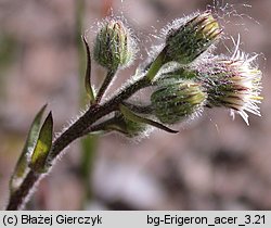 Erigeron acris (przymiotno ostre)