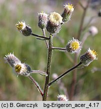 Erigeron acris (przymiotno ostre)