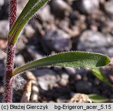 Erigeron acris (przymiotno ostre)