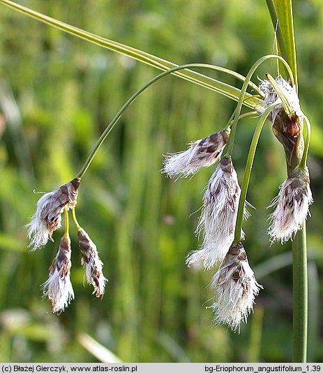 Eriophorum angustifolium (wełnianka wąskolistna)