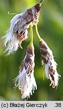 Eriophorum angustifolium (wełnianka wąskolistna)