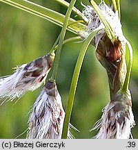 Eriophorum angustifolium (wełnianka wąskolistna)