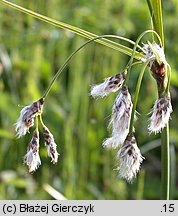 Eriophorum angustifolium (wełnianka wąskolistna)