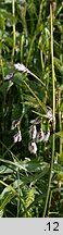 Eriophorum angustifolium (wełnianka wąskolistna)