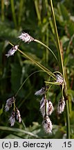 Eriophorum angustifolium (wełnianka wąskolistna)