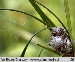 Eriophorum angustifolium (wełnianka wąskolistna)