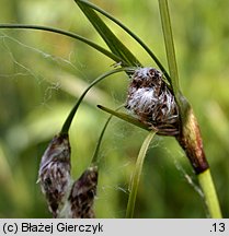 Eriophorum angustifolium (wełnianka wąskolistna)