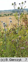 Eryngium planum (mikołajek płaskolistny)