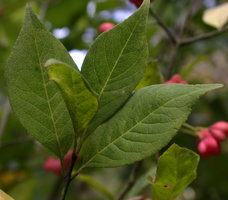 Euonymus europaeus