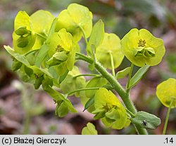 Euphorbia amygdaloides (wilczomlecz migdałolistny)