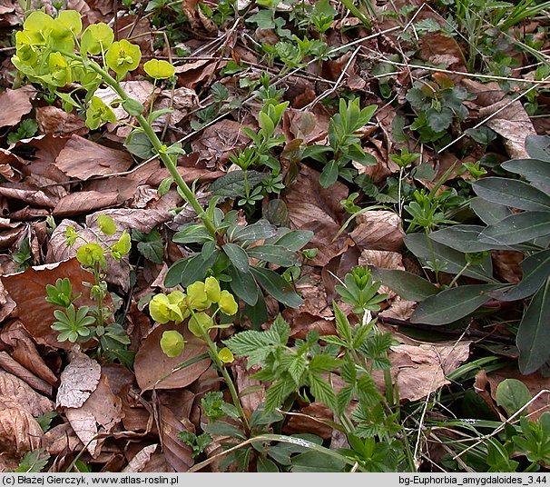 Euphorbia amygdaloides (wilczomlecz migdałolistny)