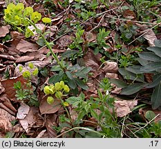 Euphorbia amygdaloides (wilczomlecz migdałolistny)