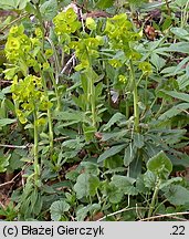 Euphorbia amygdaloides (wilczomlecz migdałolistny)