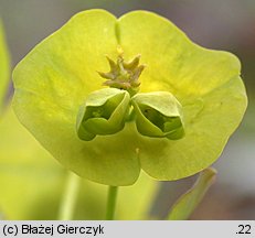Euphorbia amygdaloides (wilczomlecz migdałolistny)