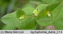 Euphorbia dulcis (wilczomlecz słodki)