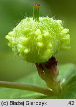 Euphorbia dulcis (wilczomlecz słodki)