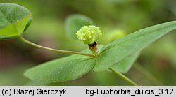 Euphorbia dulcis (wilczomlecz słodki)